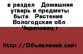  в раздел : Домашняя утварь и предметы быта » Растения . Вологодская обл.,Череповец г.